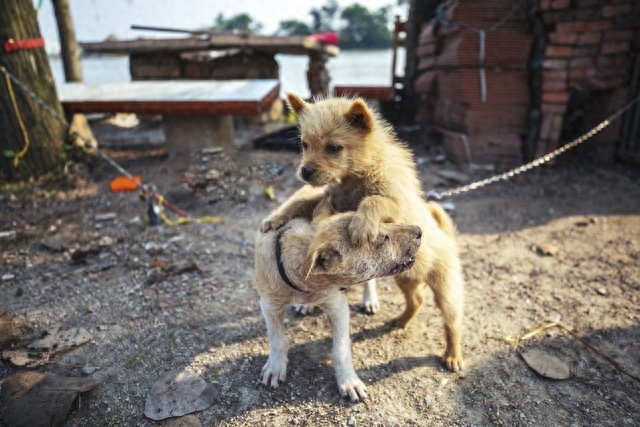 熊导航报道：农村养狗虽多，为何却少有恶犬伤人？