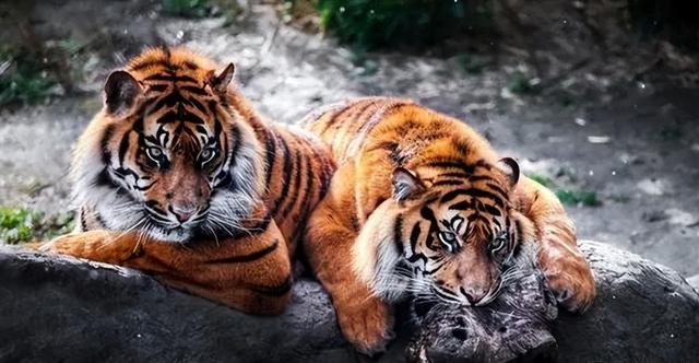 自然界的生存智慧：老虎与动物的独特交配策略