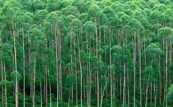 桉树的真相：广西林业之谜解析