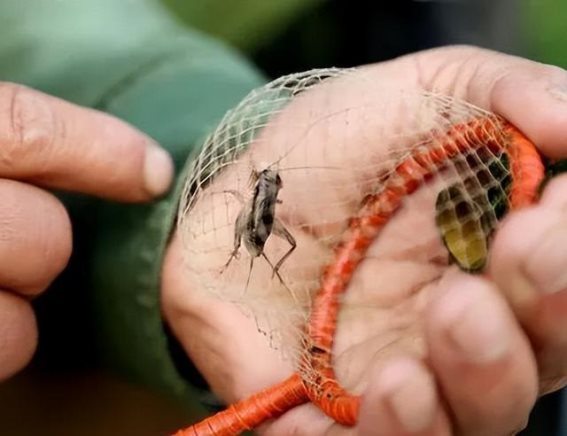 中国斗蟋文化：蟋蟀的传奇历史与多重价值