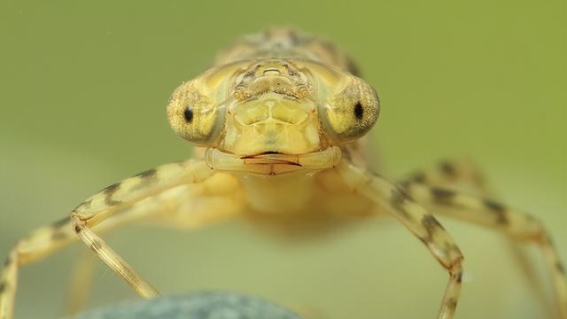 水虿的羽化之路：捕蚊高手背后的成长传奇
